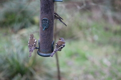 Fringilla coelebs
