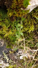 Cruciata laevipes