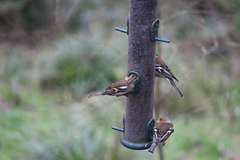 Fringilla coelebs
