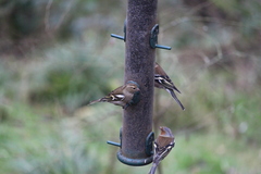 Fringilla coelebs