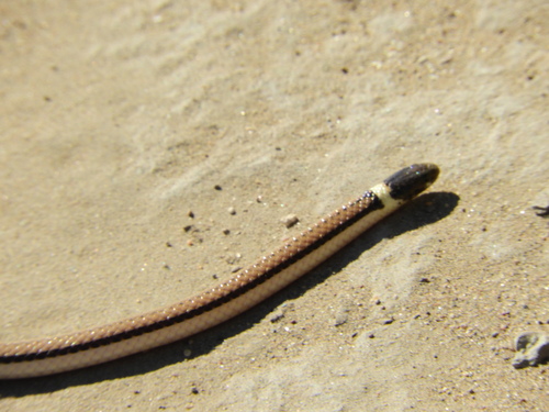 Phalotris suspectus