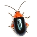 Shiny Flea Beetle - Photo (c) Mike Quinn, Austin, TX, some rights reserved (CC BY-NC), uploaded by Mike Quinn, Austin, TX