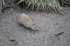 Rattus norvegicus