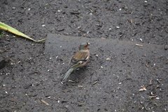 Fringilla coelebs