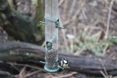 Parus major