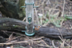 Fringilla coelebs