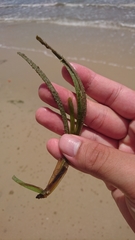 Zostera capricorni