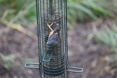 Sitta europaea