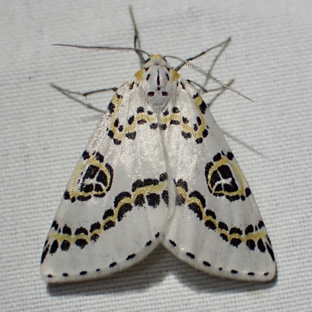 Philtraea elegantaria