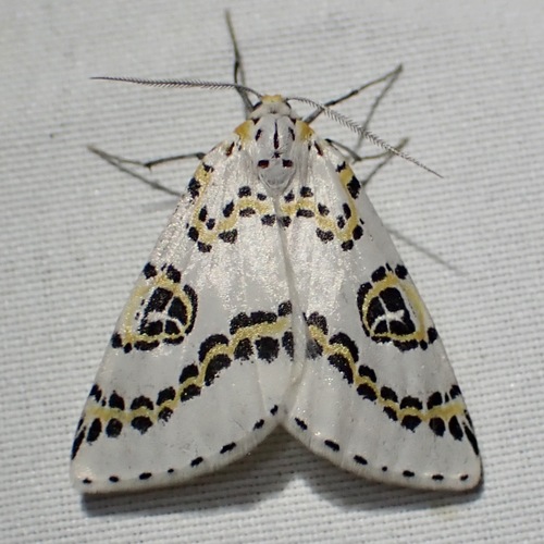 Philtraea elegantaria