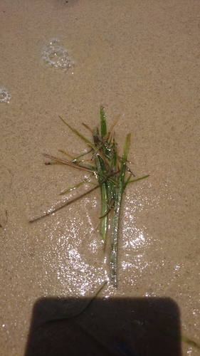 Image of Zostera Capricorni (Zostera capricorni) by (c) Tim, some rights reserved (CC BY)