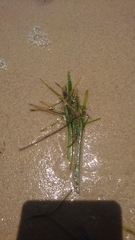 Zostera capricorni