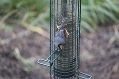 Sitta europaea
