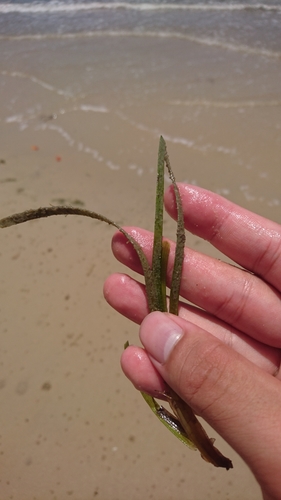Image of Zostera Capricorni (Zostera capricorni) by (c) Tim, some rights reserved (CC BY)