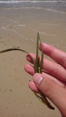 Zostera capricorni