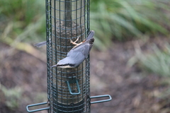 Sitta europaea