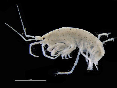 Aora gracilis