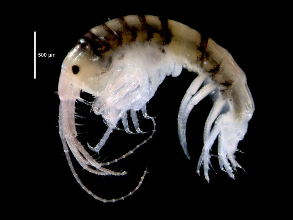 Aoroides semicurvatus