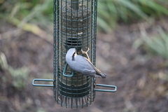 Sitta europaea