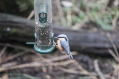 Sitta europaea
