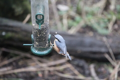 Sitta europaea