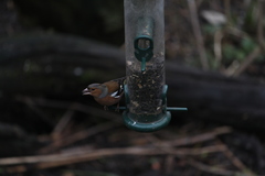 Fringilla coelebs