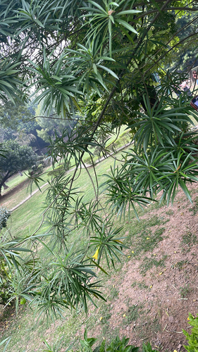 Be-still tree