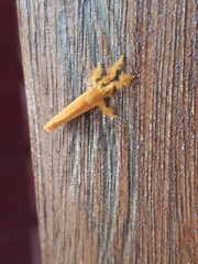 Dalceridae