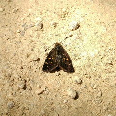 Butleria