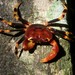 Sri Lanka Tree-climbing Crab - Photo (c) Pieter Prins, some rights reserved (CC BY-NC), uploaded by Pieter Prins
