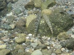 Macrobrachium japonicum