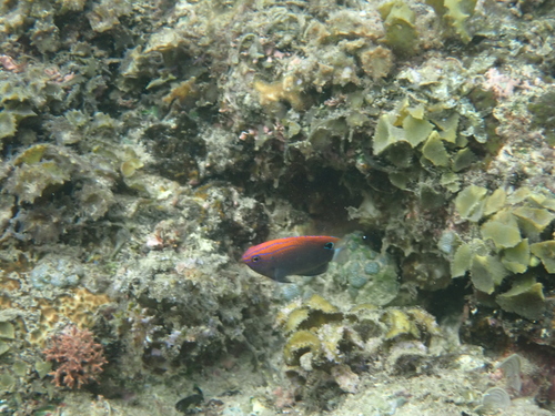 Pomacentrus bankanensis