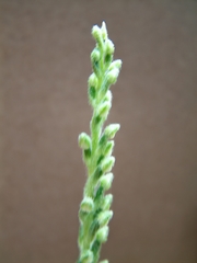 Goodyera tesselata image