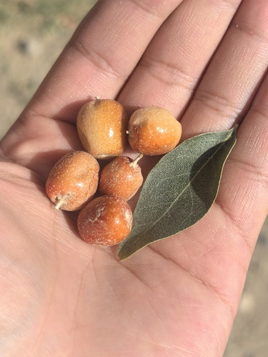 Russian olive
