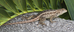 Sceloporus horridus