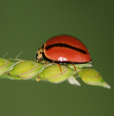 Declivitata olivieri