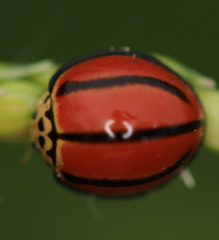 Declivitata olivieri