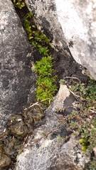 Encalypta streptocarpa