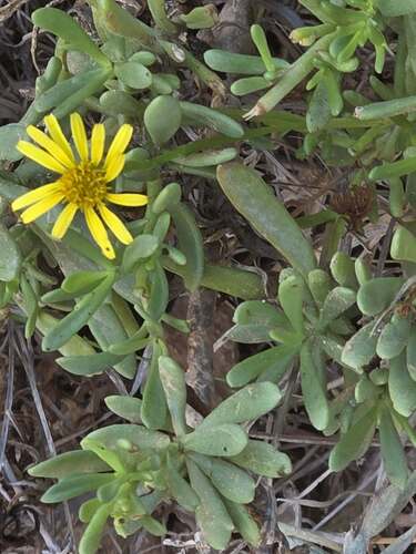 Golden Samphire