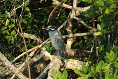 Nyctanassa violacea violacea