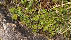 Saxifraga hypnoides