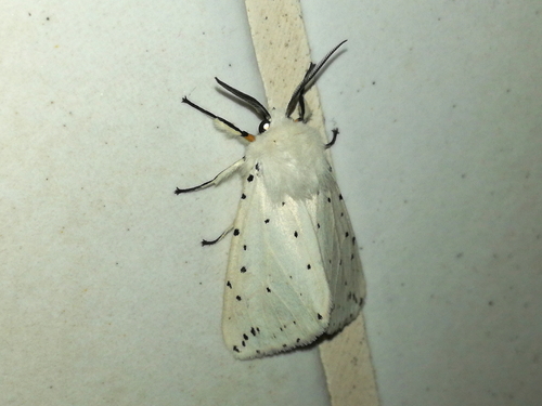 spriadač obyčajný (Spilosoma lubricipeda)