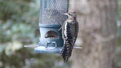Sphyrapicus varius