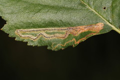 Stigmella lapponica