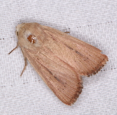 Leucania abdominalis