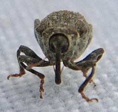 Parethelcus pollinarius