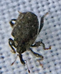 Parethelcus pollinarius