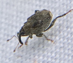 Parethelcus pollinarius