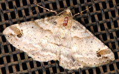Syneora hemeropa