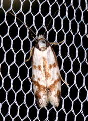 Palimmeces variegata